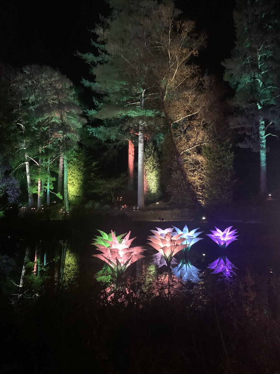 SusanKing27's tweet photo. #Bedgebury Christmas- magical. Everyone should go! https://t.co/JHCjOCf4XV