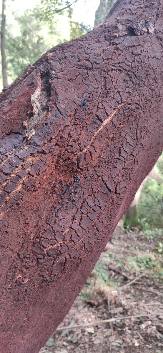S_FontsecaRiera's tweet photo. Tot i ser als mesos més curts de l'any, la #sureda és un #bosc lluminós, les capçades esclarissades són permeables a la llum solar. Hi trobem troncs pelats per aprofitar el suro de l'escorça. Si mirem ben a prop trobem petites taques, és el fong de l'escaldat (Diplodia corticola) https://t.co/ESIUk2o9ST