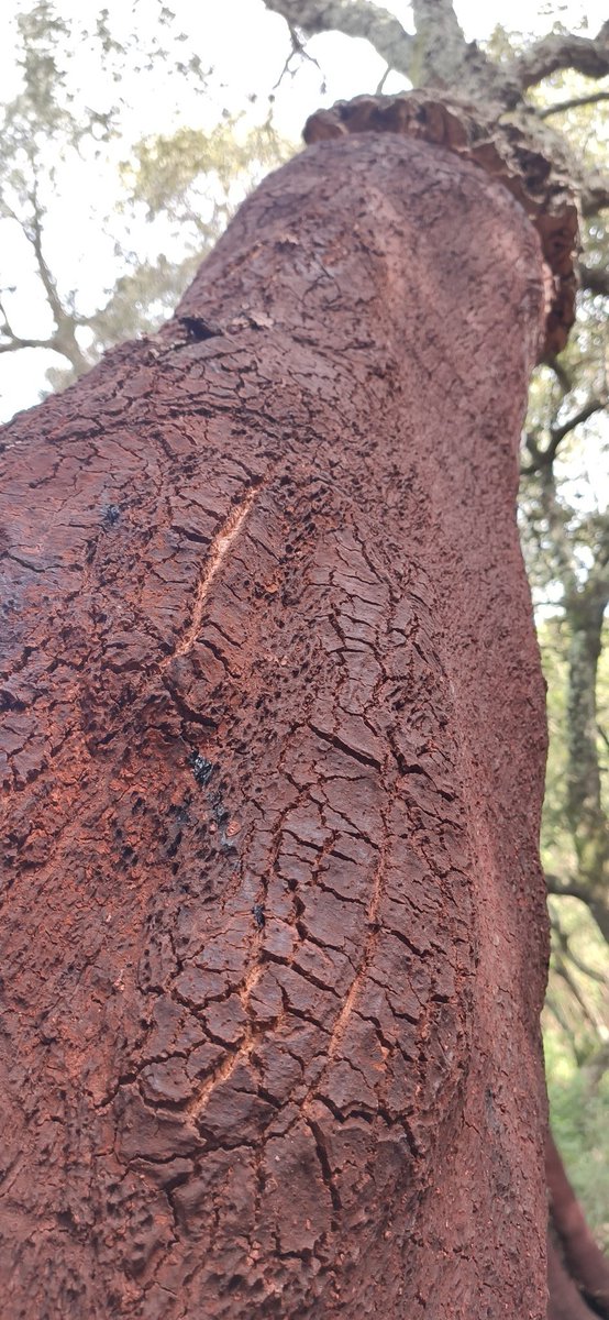 S_FontsecaRiera's tweet photo. Tot i ser als mesos més curts de l'any, la #sureda és un #bosc lluminós, les capçades esclarissades són permeables a la llum solar. Hi trobem troncs pelats per aprofitar el suro de l'escorça. Si mirem ben a prop trobem petites taques, és el fong de l'escaldat (Diplodia corticola) https://t.co/ESIUk2o9ST