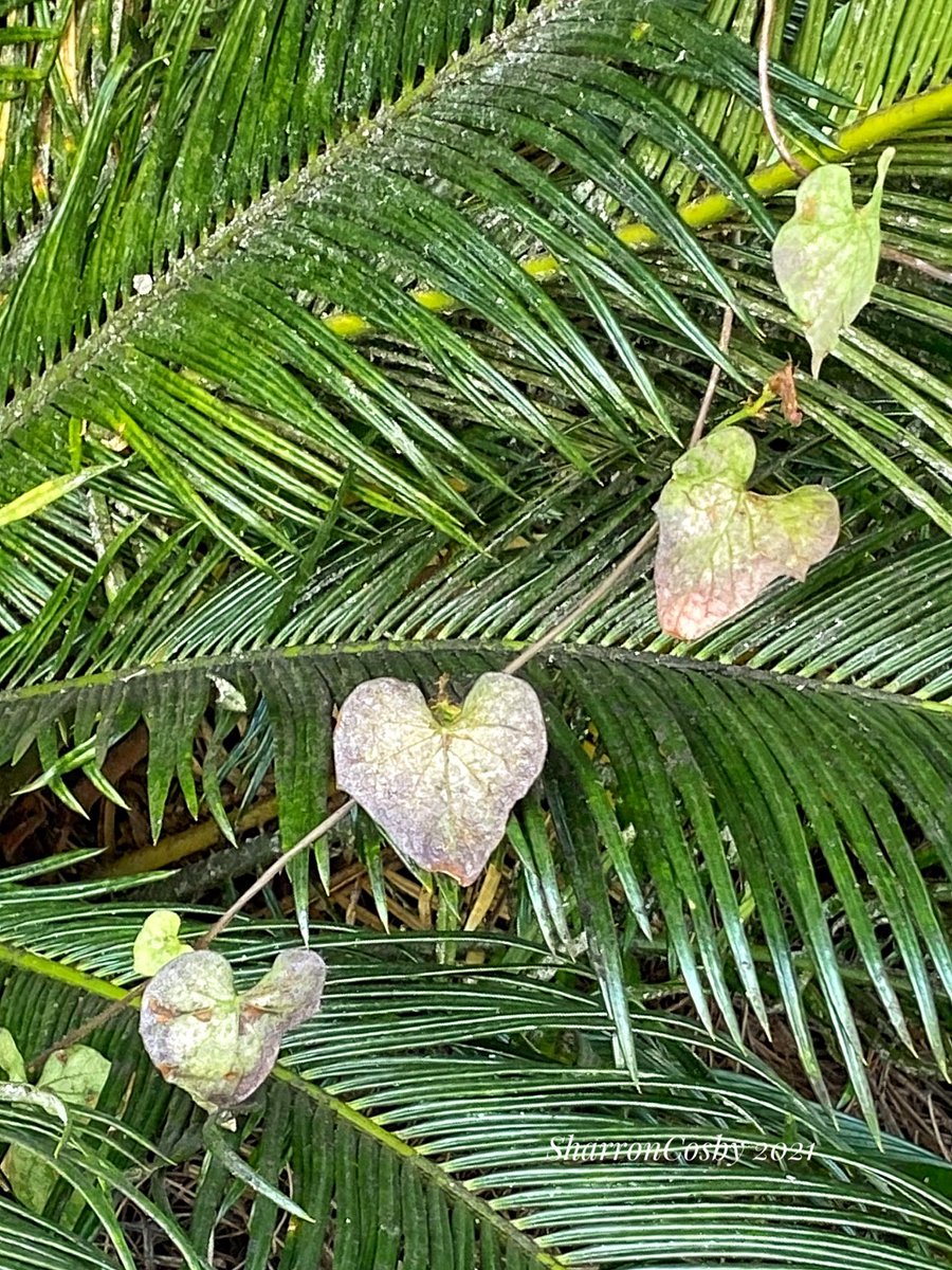CosbySharron's tweet photo. While my love, Danny, pumped gas in my car, I noticed this vine meandering through the palm fronds. The leaves are shaped like hearts. Signs of love are everywhere if we take the time to notice them. 💕💕 https://t.co/BisdAagS1u