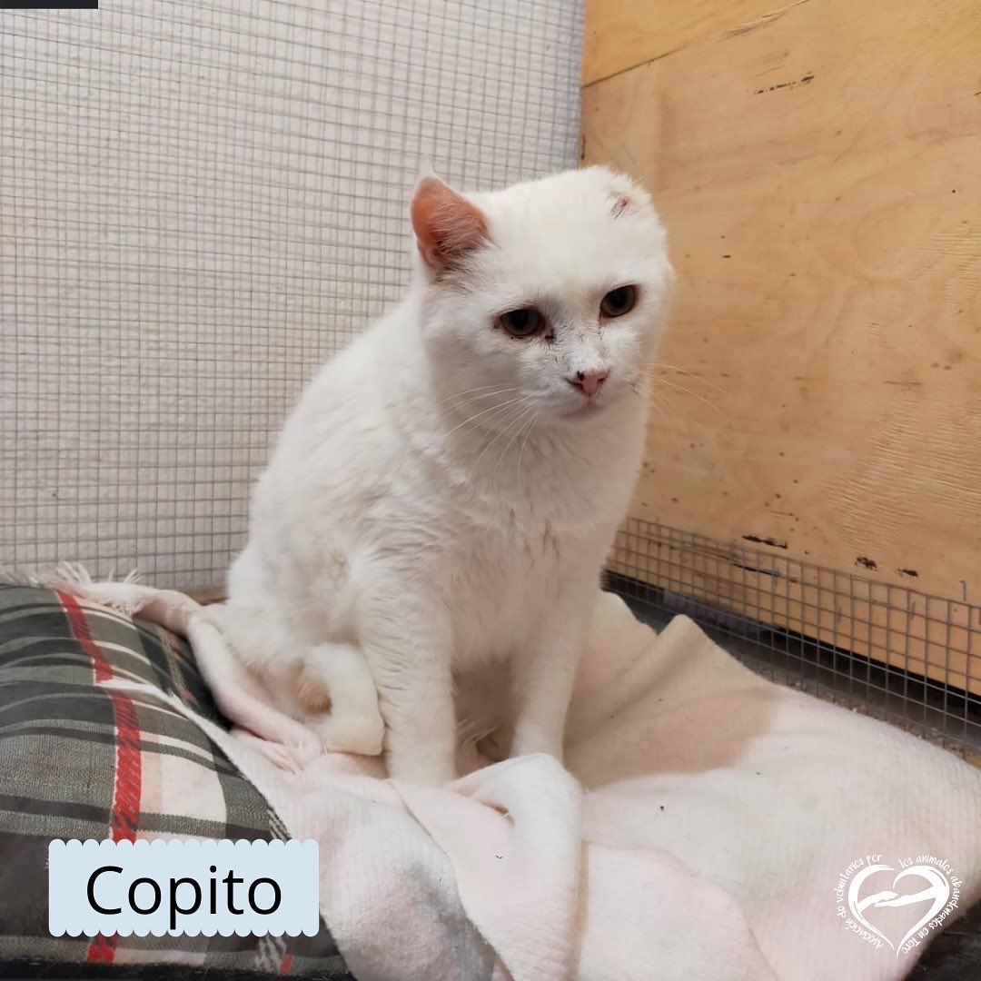 AnimalesToro's tweet photo. ❄️COPITO❄️

¿Os acordáis de Copi? No nos podemos
olvidar de él, es nuestro caso más complicado! Necesita una familia especial que tenga la paciencia de darle el cariño que necesita para sentirse seguro! 
Adopta a Copito!

➡️abandonostoro@hotmail.com 
➡️https://t.co/WMkbJKwaDh https://t.co/eMJJEGccyA