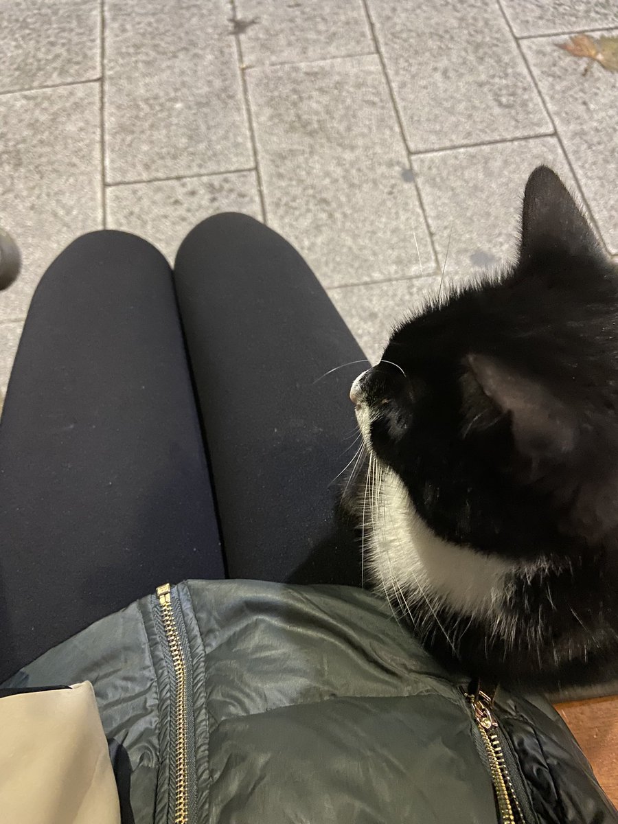 mrveulusy1's tweet photo. Keyifler yerinde 🐱 https://t.co/0R4bx6nI3x