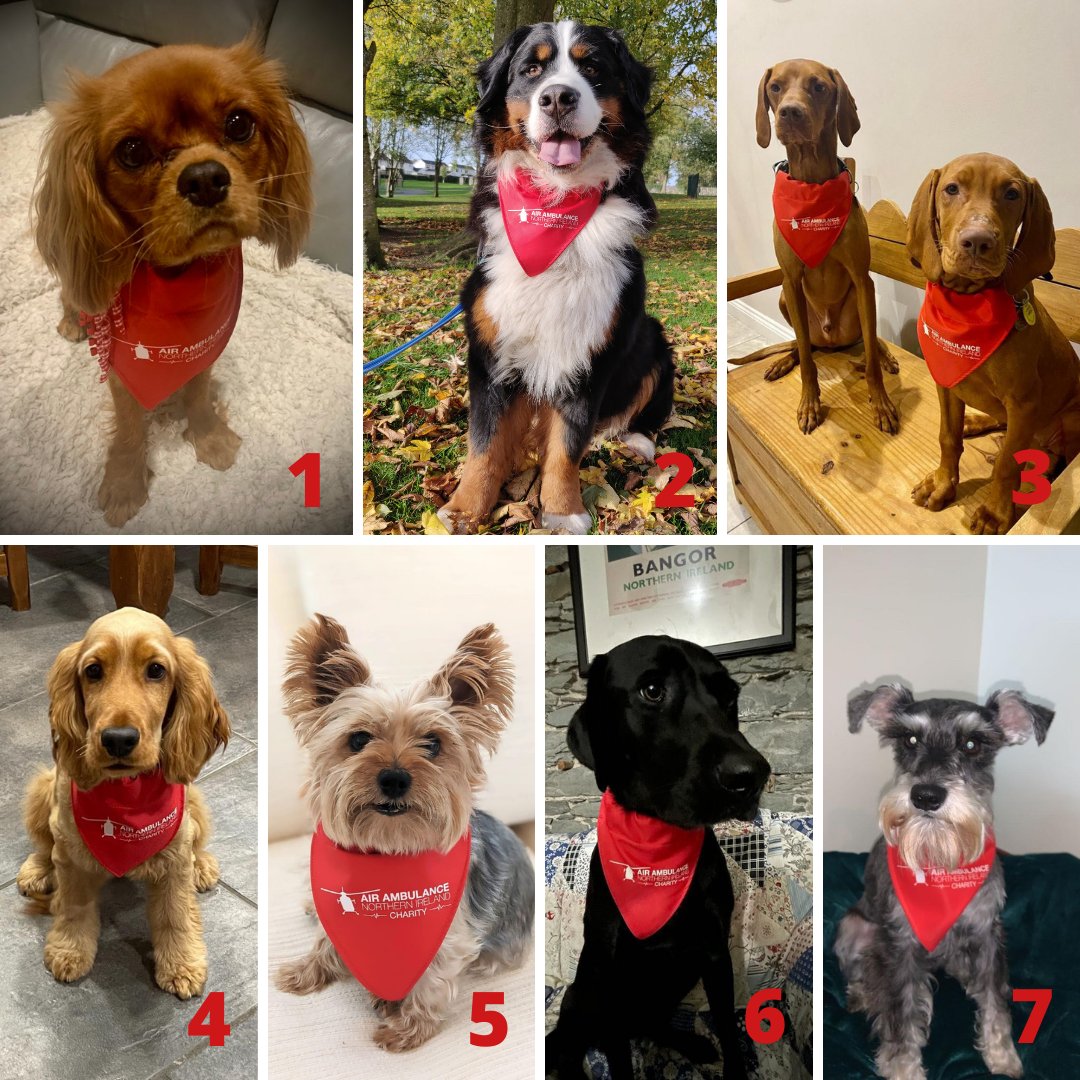 We’re now selling these adorable dog bandanas on our online shop but can’t decide which staff member’s pet should be our model! 🐶 Who do you think wears it best? Leave your vote in the comments below &amp; pick up a bandana for your own dog at: airambulanceni.org/shop/