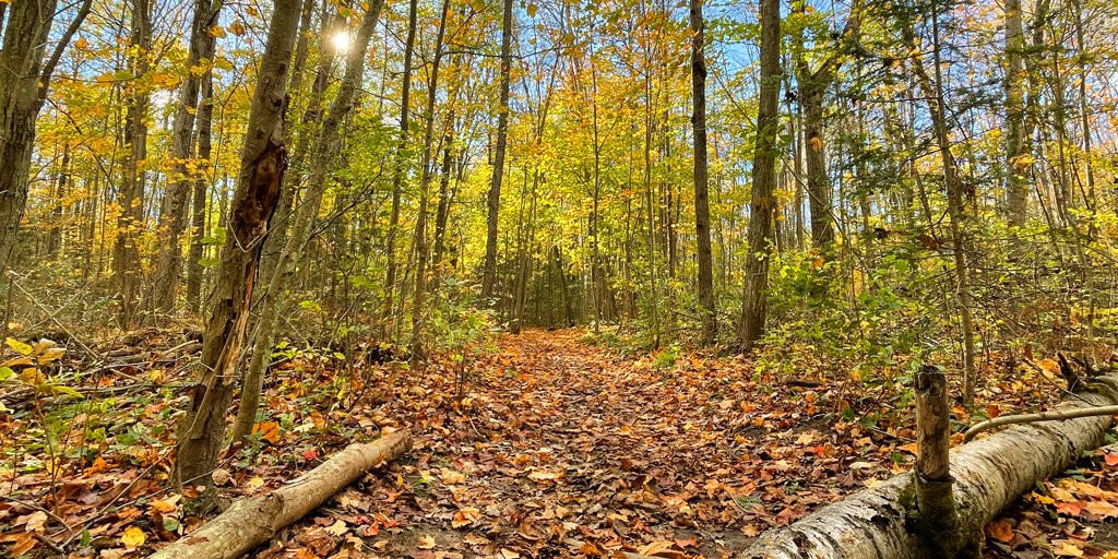 YorkRegionGovt's tweet photo. Exploring the #yrforest helps you stay active, relaxed & improves your concentration. Please stay on designated trails to protect the flowers, plants & trees, while experiencing the benefits of the Forest.
Plan your trip and find a trail near you. https://t.co/JErXTPlXAL https://t.co/dFk4XT1ve2