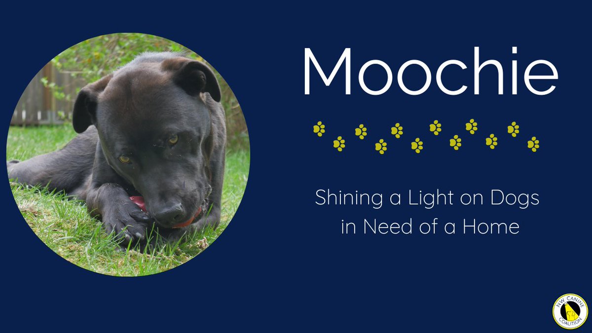 Wrapping up the week with Moochie!
He's an affectionate, playful Labrador Retriever/Terrier mix who loves to give you kisses and go on walks. 🐾
For more about Moochie, visit our website nwcaninecoalition.org and click on the logo for our partner rescue, Red Waggin' Rescue.