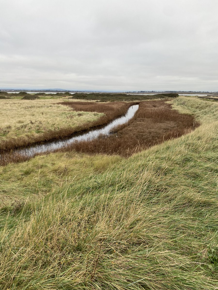 MY200BirdYear's tweet photo. Walked around Farlington today for first time in months - there seems to be dead grass near all the water inlets. Is this a result of the 2 day sewage spill into Langstone Harbour last month? @BirdAwareSolent @HOSbirding @hantsbirdnews https://t.co/9ZyoAFmYHY
