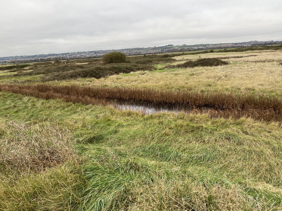 MY200BirdYear's tweet photo. Walked around Farlington today for first time in months - there seems to be dead grass near all the water inlets. Is this a result of the 2 day sewage spill into Langstone Harbour last month? @BirdAwareSolent @HOSbirding @hantsbirdnews https://t.co/9ZyoAFmYHY