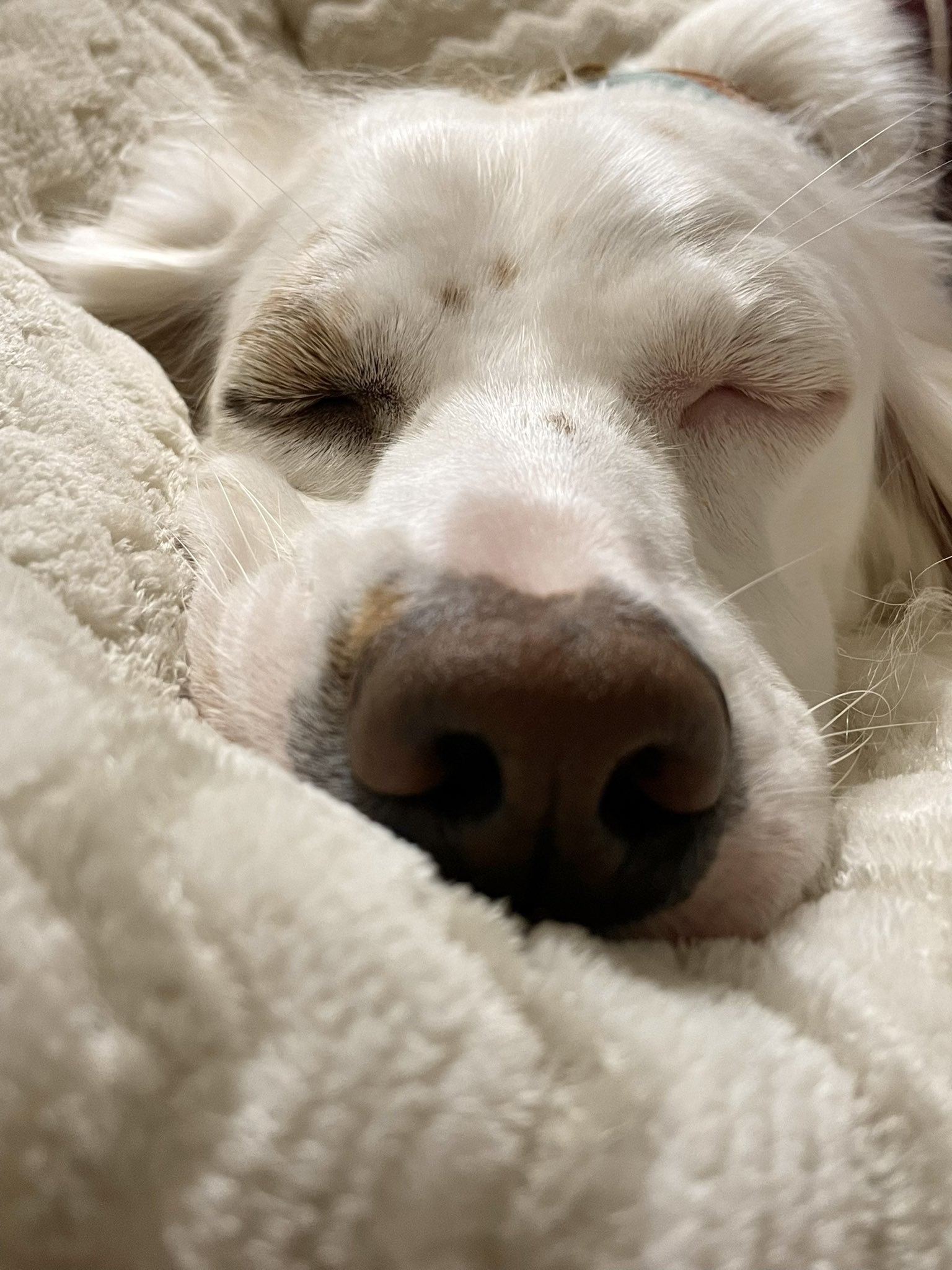 みのかさ うちの犬の寝顔かわいいでしょ T Co Jgju97mlem Twitter