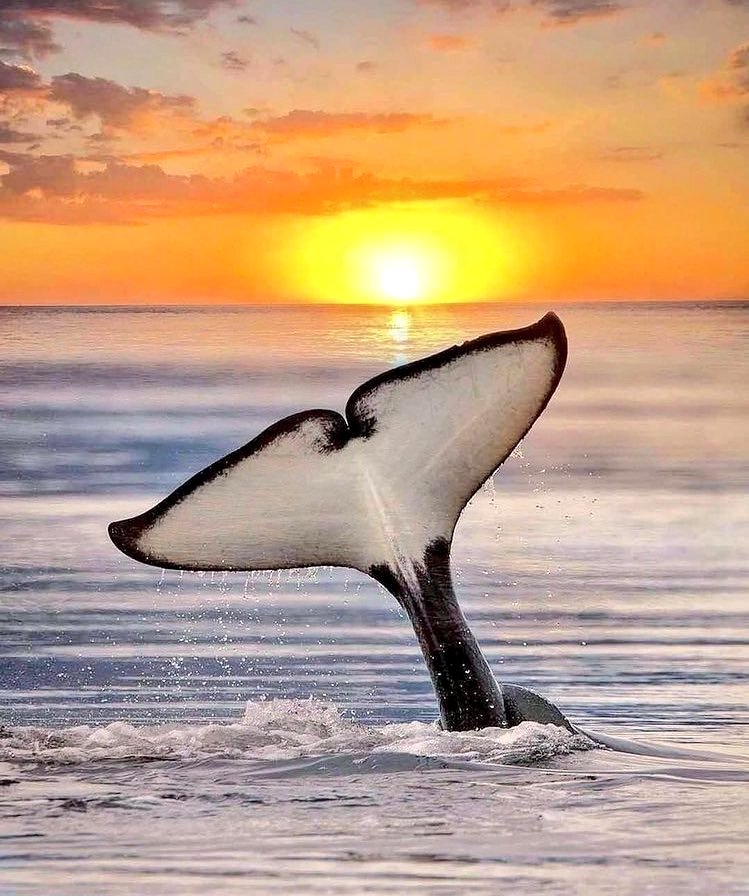 Angel_Stockler's tweet photo. :¨·.·¨: 
 `·. .🌊    ⋆*ೄ.•*¨*•.💙🐳💙⋆*ೄ.•*¨*•. https://t.co/KnDNVxK2dg