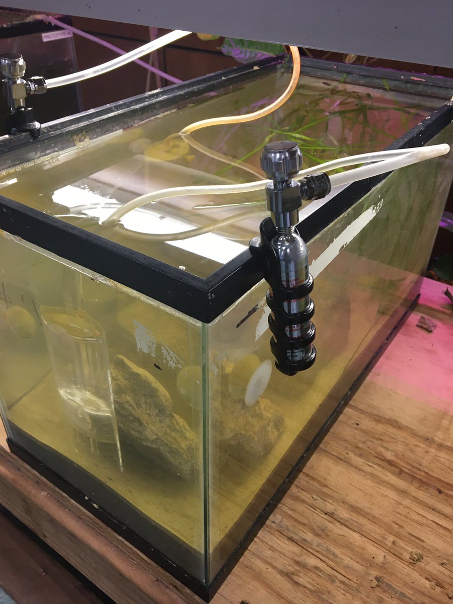 CarbonExtermin1's tweet photo. More photos! Special thanks to @odonnellPS28 for letting us use his classroom. #climatechange #seagrass #carbonfilter #eelgrass #reducingcarbon #steamexpeditions https://t.co/rfeMID0d75