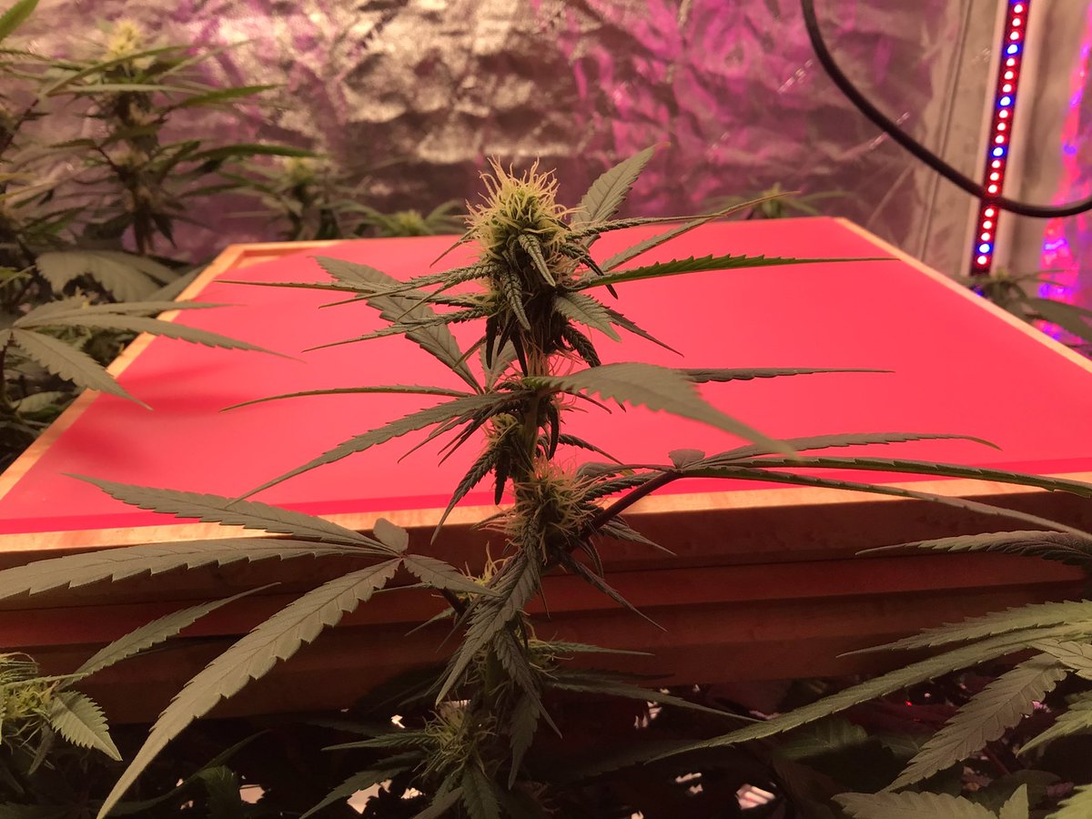 BIGHURT's tweet photo. Franky Flowers 🍁 🍁🍁🍁🍁🍁Where b?
#frankyflowbox #flowboxexperiment #flowbox2022 #flowboxingit https://t.co/KLqn2qVa4C