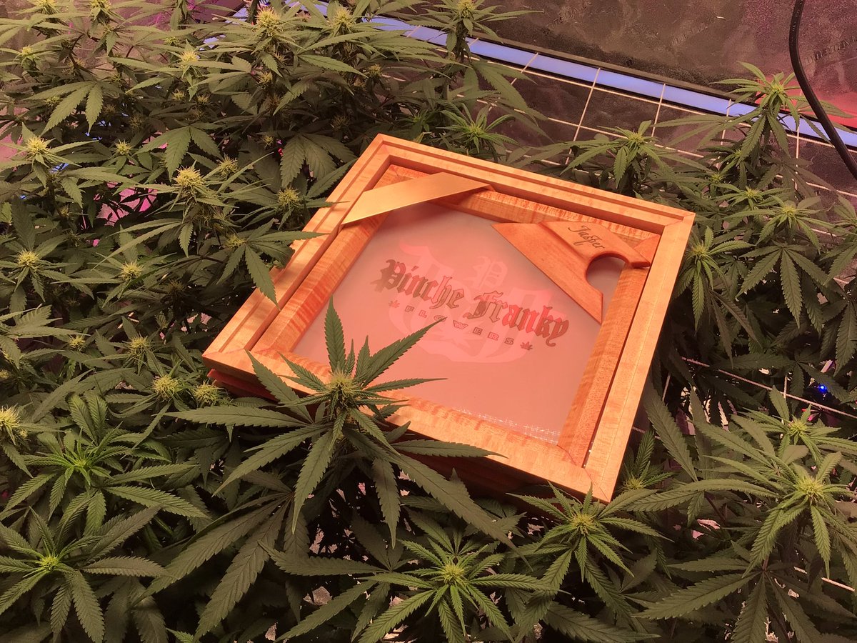 BIGHURT's tweet photo. Franky Flowers 🍁 🍁🍁🍁🍁🍁Where b?
#frankyflowbox #flowboxexperiment #flowbox2022 #flowboxingit https://t.co/KLqn2qVa4C