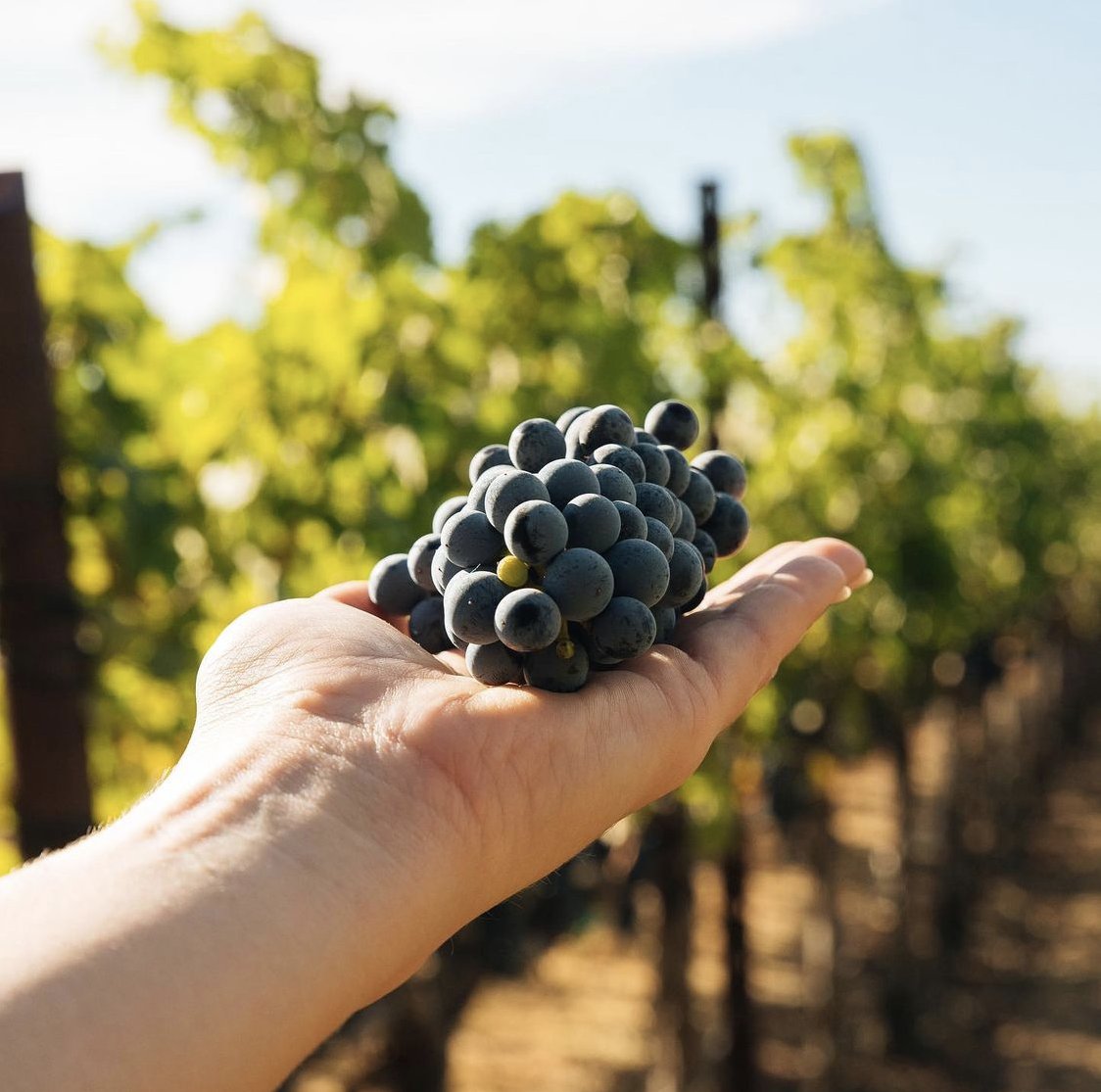 iwcawine's tweet photo. Wine grapes are an extremely sensitive crop, making them one of the agricultural crops most vulnerable to climate change... (1/2)

🍇🌎🍷
#iwcawine #racetozero #racetoresilience #wine #eyeonclimate https://t.co/dmMrGIVTCc