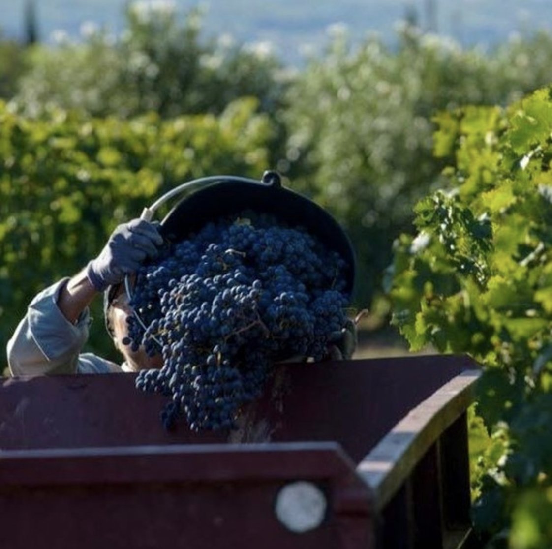 iwcawine's tweet photo. Wine grapes are an extremely sensitive crop, making them one of the agricultural crops most vulnerable to climate change... (1/2)

🍇🌎🍷
#iwcawine #racetozero #racetoresilience #wine #eyeonclimate https://t.co/dmMrGIVTCc