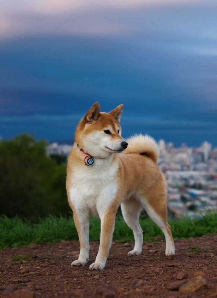SOG69390727's tweet photo. @dogecointothemoon https://t.co/0q6Qz00zV9