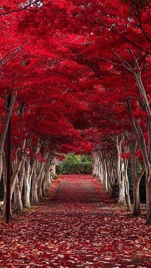 nature's beauty ❤️