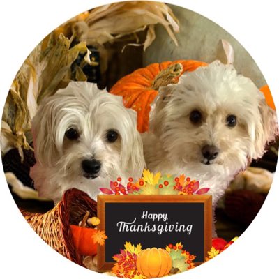 🌈Penny & Brigadier Gingie tweet media