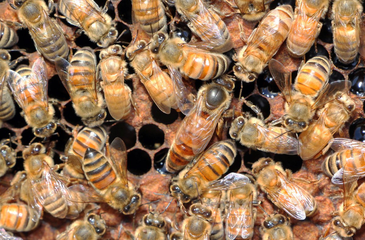hivetreasures's tweet photo. Spot the Queen!
Each beehive must have a queen to keep the hive well stocked with new #bees. Her sole job is to lay eggs. The queen needs #bees to mate with (drones), bring her food and clean up after her (workers).
Book your #beetraining for December today! Contact 0773592743 https://t.co/ZpM6ywgcll