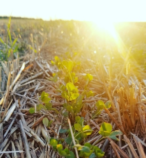 American_Plains's tweet photo. Farm Fact Friday!
Great Bend Co-op was able to return over $625,000.00 in carbon offset credit dollars through partnered carbon programs to our growers for implementation of sustainable farming practices on their acres.
#agriculture #greatbendcoop #solutionforgreatness #carbon https://t.co/uJ6g2uaVLP
