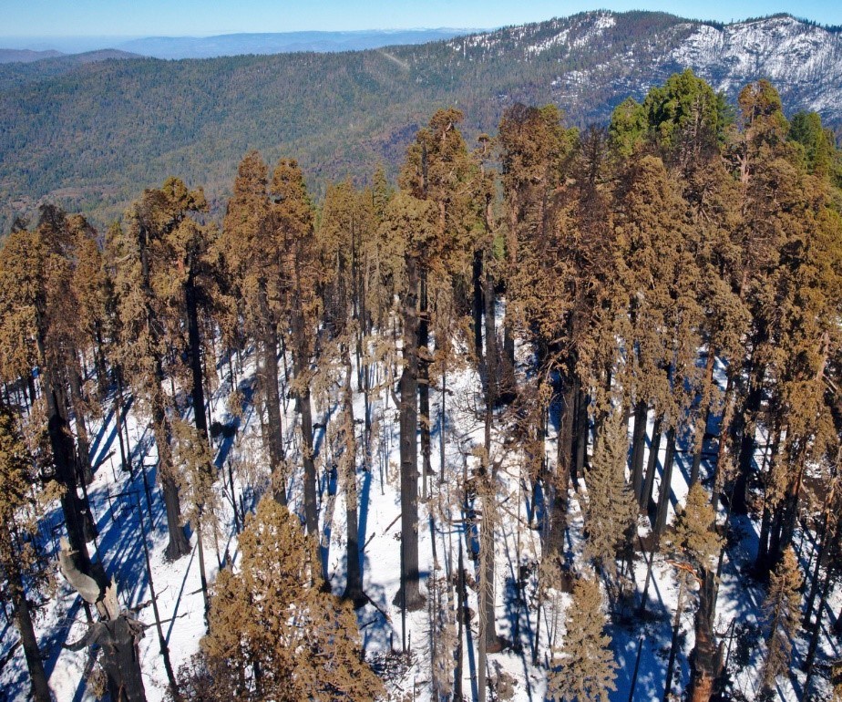 FireAviationNPS's tweet photo. .@SequoiaKingsNPS shared the #FireYear2021 impact to giant sequoias.
For the #KNPComplex and #WindyFire combined, 6,109 acres of giant sequoia groves were burned. Read full report here➡️https://t.co/Wzo2imv9Vk https://t.co/K2WmmxTYHC