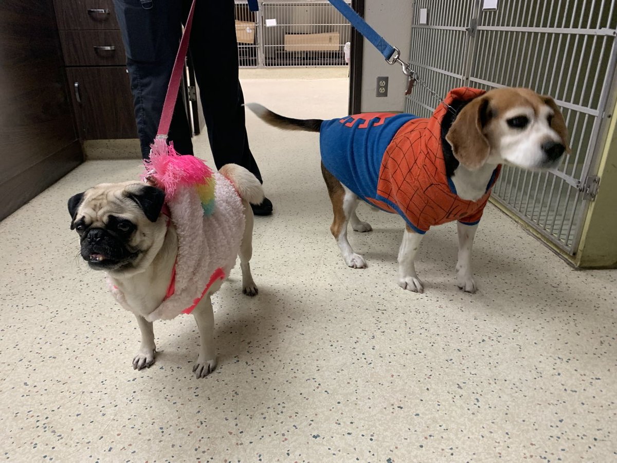 RanchoVets's tweet photo. Check out these two who came in for their boarding weekend at RSVH!  They absolutely rocked their PJs!  With the holidays coming up, don't forget to book your pet's staycation at: https://t.co/Kwbc535I3i #RanchoSequoia https://t.co/ZCt9zoFjca