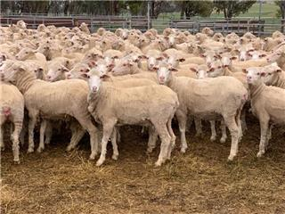 To be offered on Auctions Plus Sheep Sale on Tuesday 23 November Acc DH Hill &amp; Co x 325 Merino Ewes 18mths old Pure Hazeldean Blood Av 57kg Lachlan Bassingthwaighte 0408 060 343