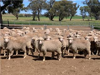 To be offered on Auctions Plus Lamb Sale next Tuesday 23 November - Acc DH Hill &amp; Co x 1950 Merino Wether Lambs Pure Hazeldean Blood Av 36.5kg Lachlan Bassingthwaighte 0408 060 343