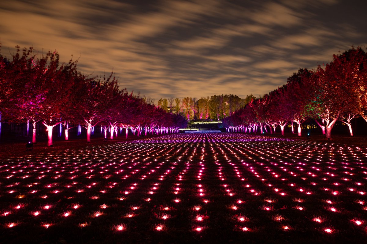 Gothamist's tweet image. The Brooklyn Botanic Garden is offering a new, illuminated after-dark experience called "Lightscape," a twinkling maze winding through their 52-acre landscape featuring 14,000 glowing orbs of light, a 98-foot-long tunnel, 20 treetop sculptures, and more. bit.ly/3CG3Wwo