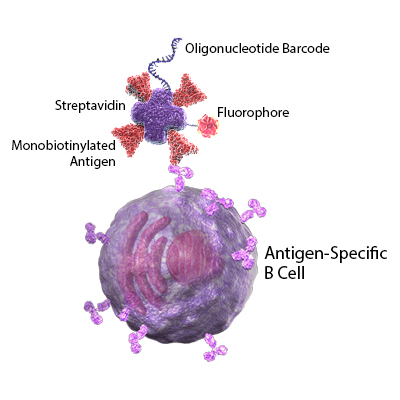 BioLegend's tweet photo. Discover how our recombinant proteins and TotalSeq™ reagents can be used in innovative multiomics applications, like LIBRA-seq, for antigen-specific B cell characterization. https://t.co/cIT8nexqcg https://t.co/JrTATA6Wx2