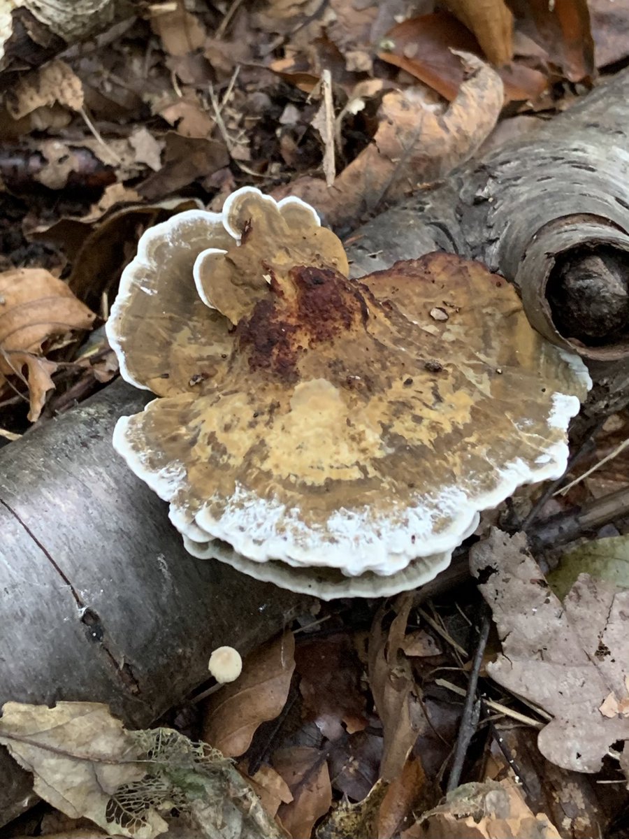 Some very autumnal coloured #fungi looking great characters today and lets   not forget this tiny Parachute fruiting besides this fine beautiful Bracket