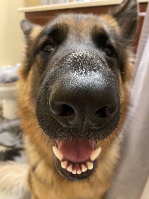 Omg she is so silly looking right here! 🤣 #gsd https://t.co/X0okVipfAq<a href="/tag/gsd"class="tags">#gsd</a>