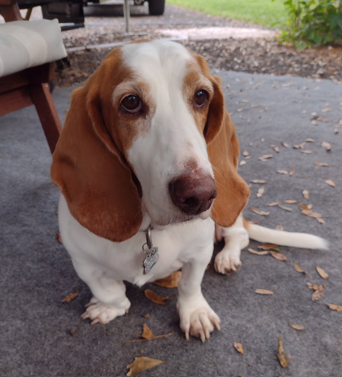 IamBuddyTheBasset tweet media