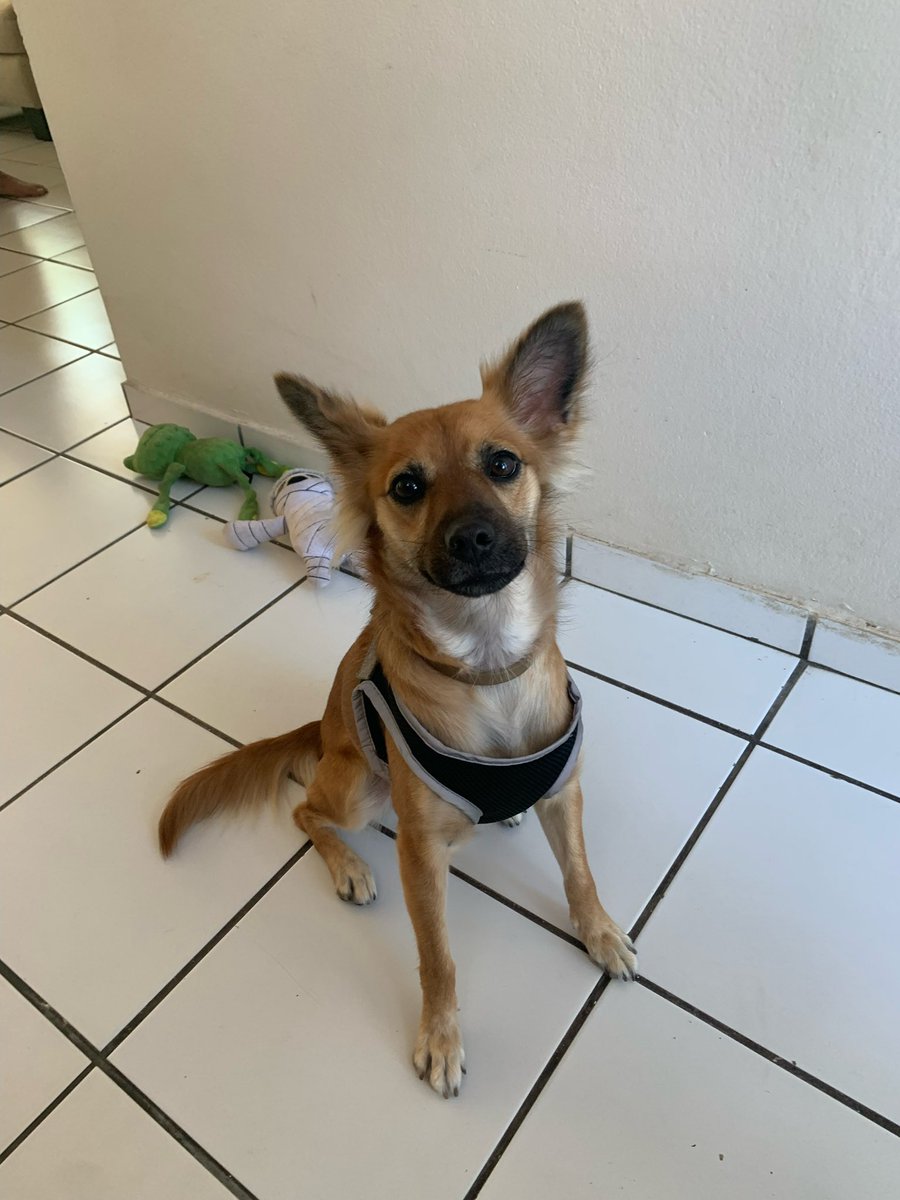 gianca1004's tweet photo. 🚨🚨PERRITA PERDIDA EN EL AREA DEL TABLADO DE GUAYNABO🚨🚨

Responde por Frida, tiene la pechera negra como sale en la foto. 

Si la ven porfavor llamar al 7876007229 o 7875056259

RT RT RT RT RT RT RT https://t.co/0W8SwdezYf