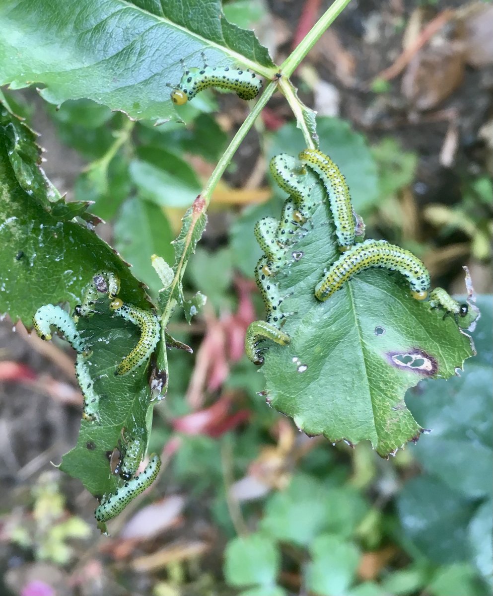 DrIanBedford's tweet photo. It could be useful knowing where the most problematic plant pests might be overwintering in the garden.  Find out why on @TobyBuckland s great #gardening show this Sunday 10am - 2pm @bbcdevon  
Listen in from anywhere on @BBCSounds 😃
#plants #horticulture #insects #Flowers https://t.co/DlZogKhZzm