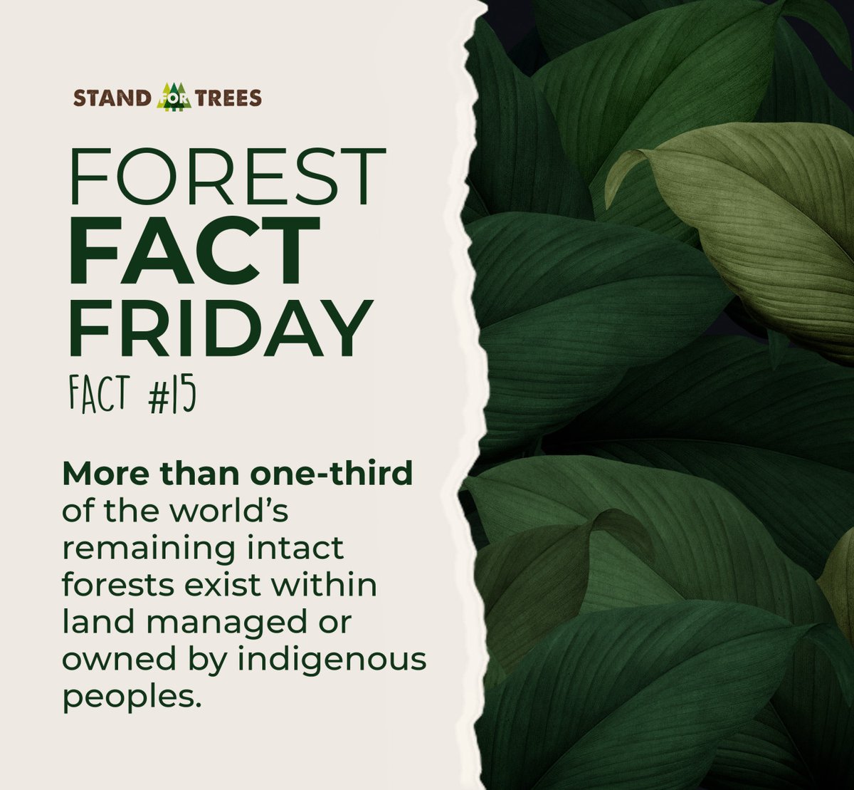 StandForTrees's tweet photo. Time and time again, indigenous peoples have proven to be the best guardians of forests.

By supporting community-led initiatives, we aim to pave the way to a stronger, healthier environment for us all. #StandForTrees https://t.co/EBDfvNAaTZ