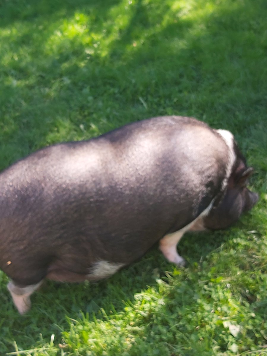 Piggy I love her so much her name is stella