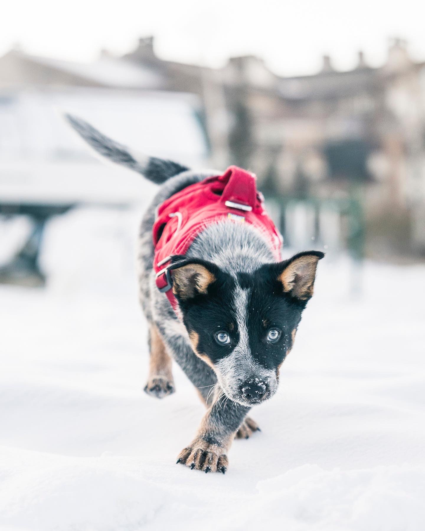 Best small running dogs 2025