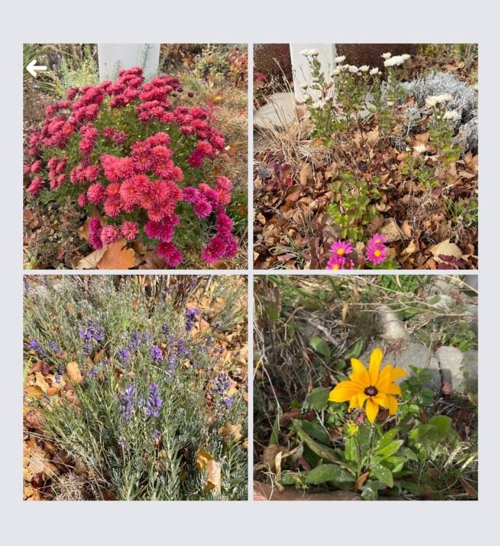 pcusabingewatch's tweet photo. #pcusabingewatch Community of Grace Presbyterian #SandyUT autumn is giving way to winter, but there are still some beautiful flowers at the CoG campus. #FridayFlowers 💐 @Presbyterian #pcusa #presbyterian #presbyterianchurch @PCUSA_SO #4for4 @PresbyterianCPJ #Utah #autumn 🍂 https://t.co/NR5tHJhfRE