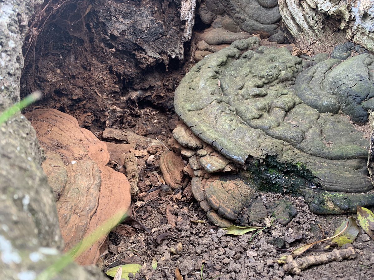 cherry_ugly's tweet photo. Saw two kinds of bracket fungus today one was an inch wide the other over a foot!! #FungiFriday #mycology #fungi #mushroom #fantasticfungi #foraging https://t.co/wtRpMJPHkX