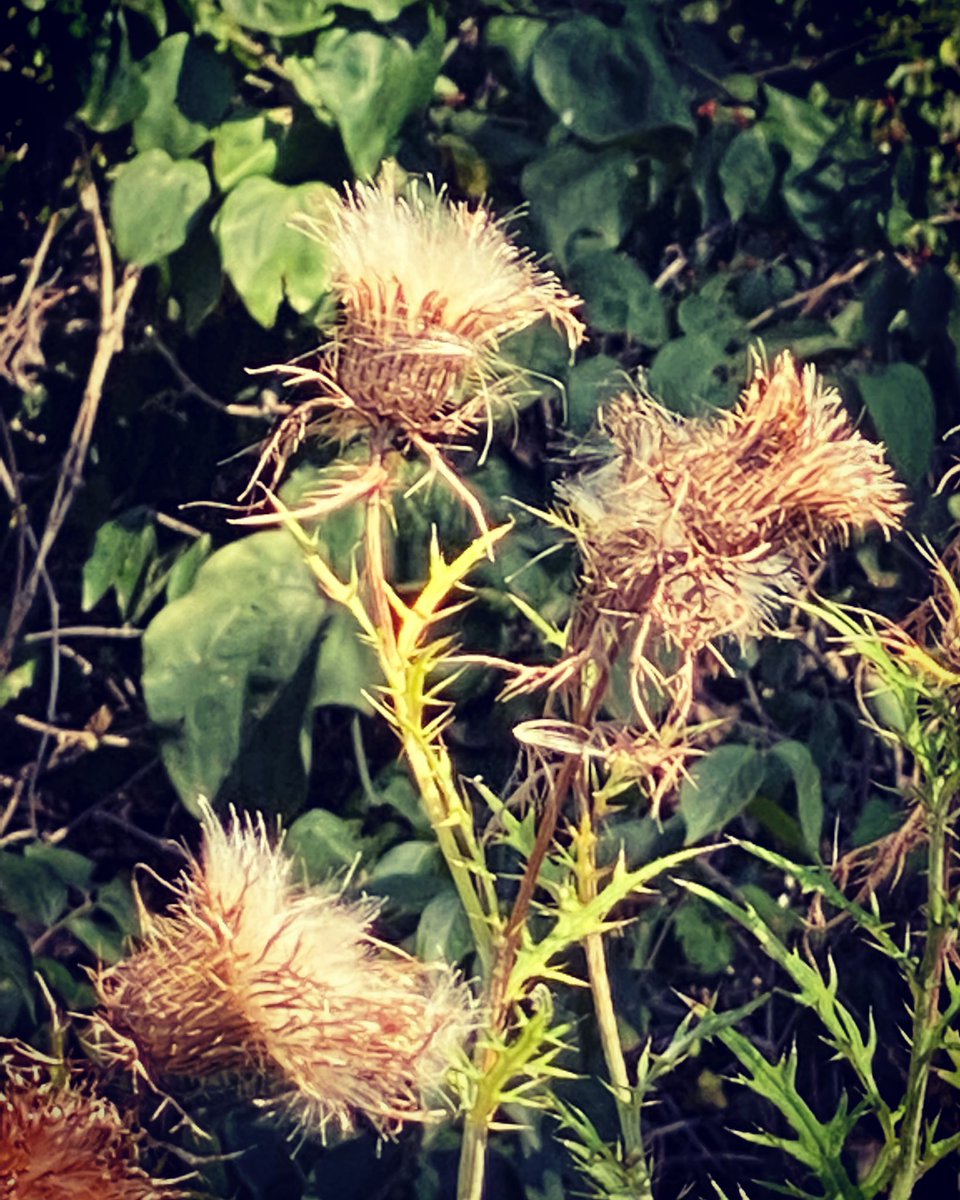 klinkman2's tweet photo. Frazzled Friday: In September I had a chance to attend a Renaissance Faire at Sleepy Hollow in DesMoines, Iowa. Doesn’t this image look Frazzled😁#art #beauty #artist #image #photo #photoimage #nature #naturephotography #vickielynnephotography #scenery #scene #scenic #vlpdesigns https://t.co/7fpH6tACur