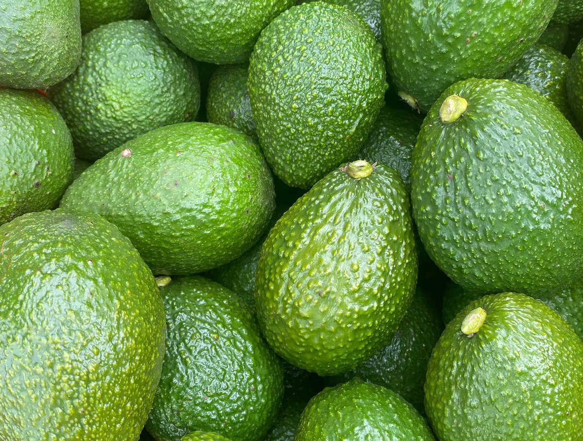 SENA_Antioquia's tweet photo. Iniciaron su sueño con 70 árboles 🌳 y hoy, consolidados como Asoproa -Asociación de Productores de Aguacate Sopetranero- , cuentan con  20.000 plantas productoras de aguacate 🥑, con las que han logrado exportar anualmente hasta 50 toneladas a varios países 🇳🇿 🇷🇺 🇯🇵 https://t.co/rPwEPrxVgy