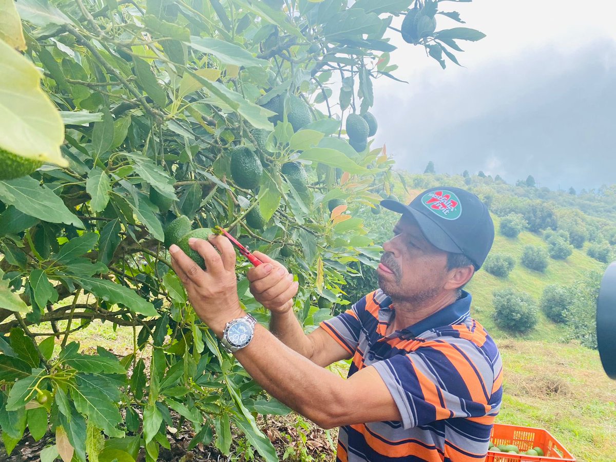 SENA_Antioquia's tweet photo. Iniciaron su sueño con 70 árboles 🌳 y hoy, consolidados como Asoproa -Asociación de Productores de Aguacate Sopetranero- , cuentan con  20.000 plantas productoras de aguacate 🥑, con las que han logrado exportar anualmente hasta 50 toneladas a varios países 🇳🇿 🇷🇺 🇯🇵 https://t.co/rPwEPrxVgy