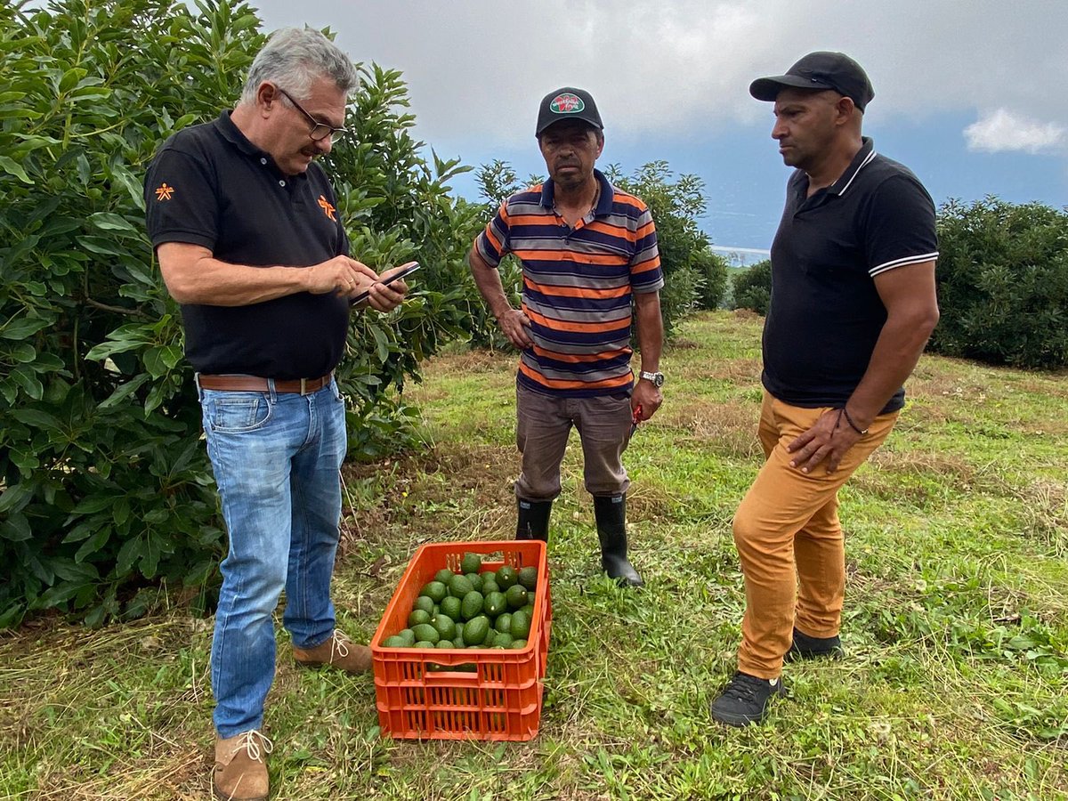 SENA_Antioquia's tweet photo. Hace 11 años el programa #SER SENA Emprende Rural, llegó a este territorio para impartir capacitación y apoyar con insumos lo que sería la Unidad Productiva de Aguacate Hass 🥑 pionera en el Occidente antioqueño. Continúa: 👇🏻 https://t.co/6iRhX21WBK