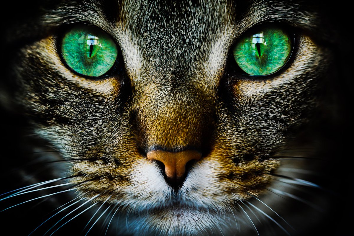 NFTQUEEN10's tweet image. rarible.com/4nonym
opensea.io/4nonym
Hi @cateclub  Would you like to browser NFT's? İ'm sure there are things you Will like 😉
@4noynym 
@opensea 
@rarible 
@Gate_Nft 
@kokid951 
@elonmusk 
@Selcoin 
@airnfts 

I Love you  ♡ #catecoin @cateclub #CATE