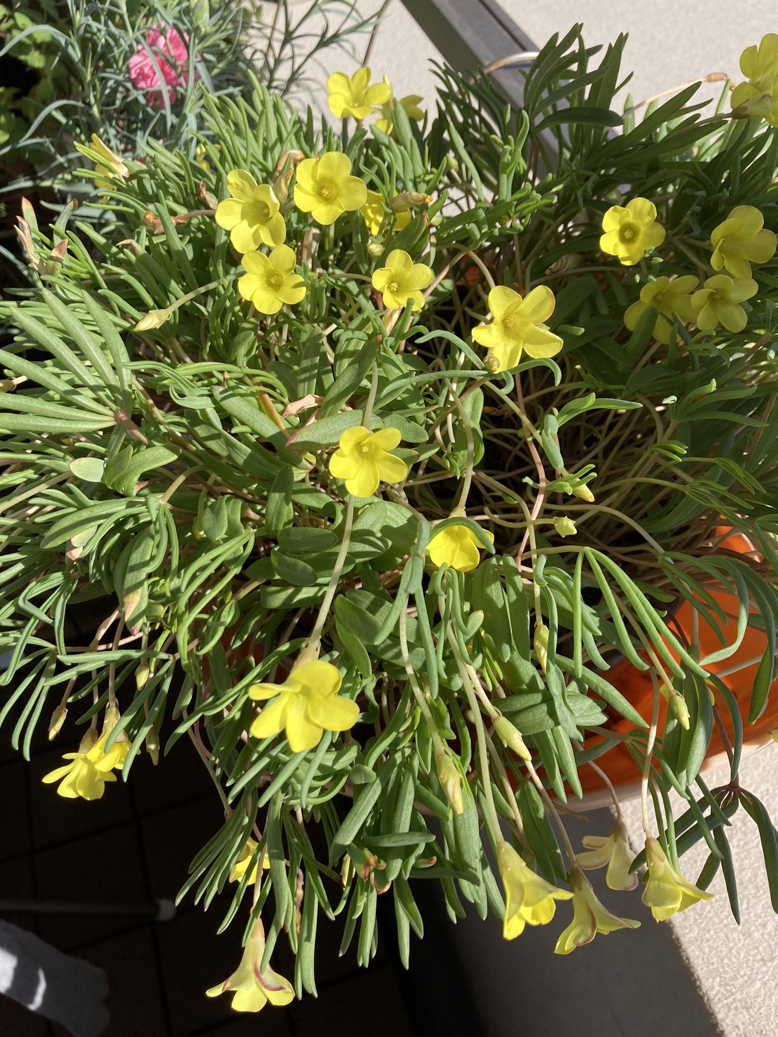 ペチュニア Awr2jufq0yzkb Twitter