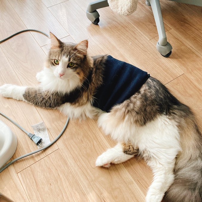 腹巻き猫が増えた 