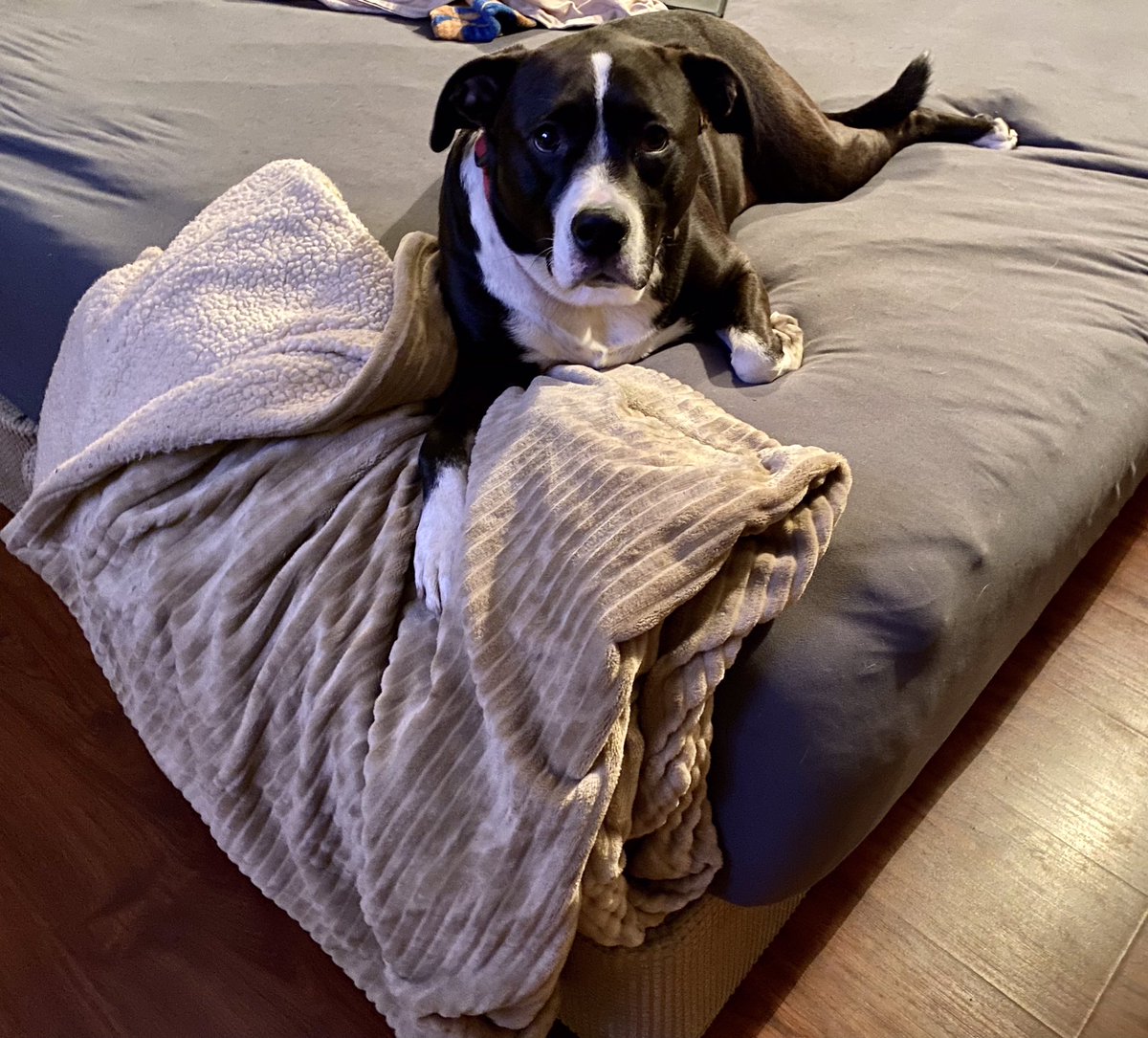 ChefKevinBelton's tweet photo. It’s official! Cookie (aka. Da Monsta) has taken over Monica’s blanket. And I’m not sure what this look is all about but she just looks guilty, don’t you agree🐶😂🐾 #cookie #damonsta #official #itsmyblankienow #mama #spoiledgirl #family #homelife https://t.co/6NqkBaVbE8