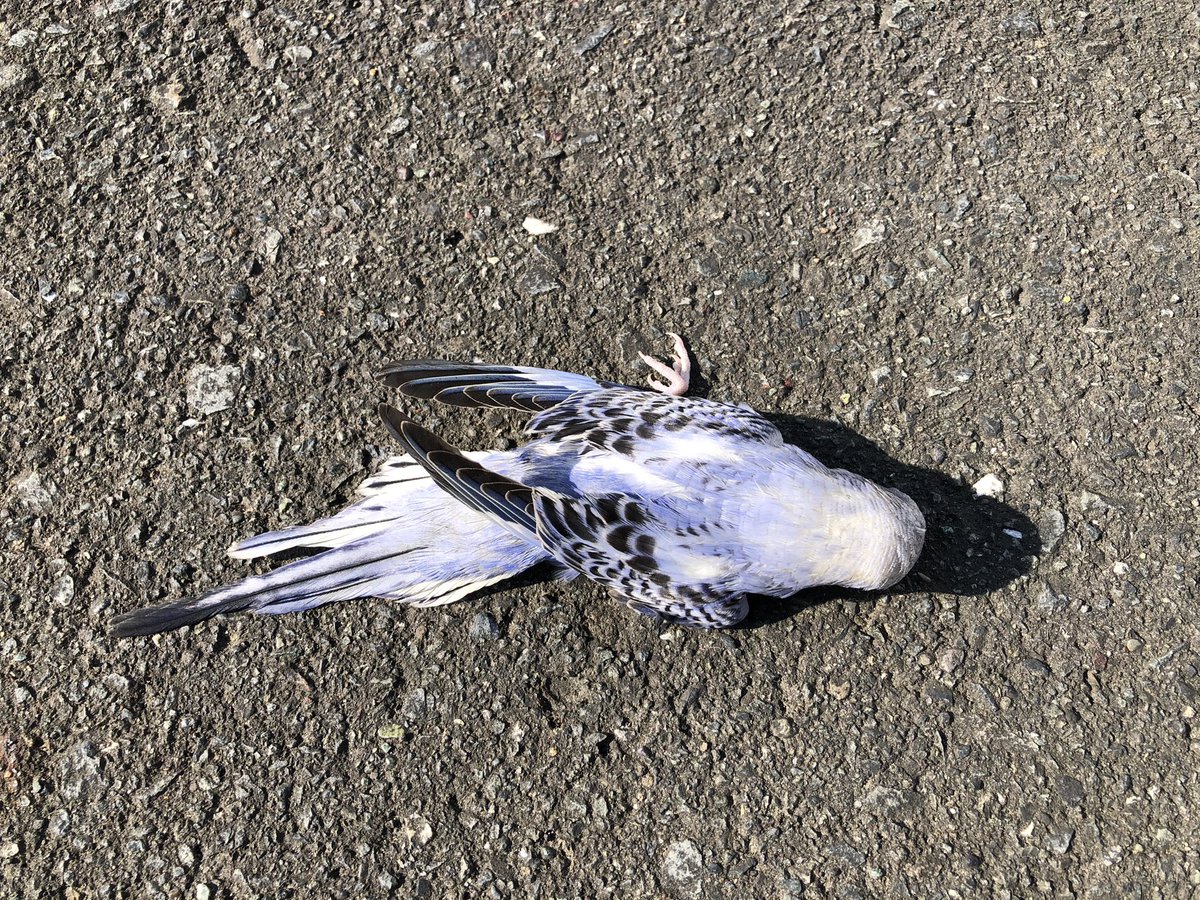 bottya_sanpo's tweet photo. 歩道で既に死んでしまっているセキセイインコちゃんを発見しました
カラスや鷹が旋回しながら狙っていたので保護しました
近くの市の施設では預かってくれないので、警察署まで連れて行ってあげようと思います

怖かったね
よくがんばったね https://t.co/5KmO25FK14