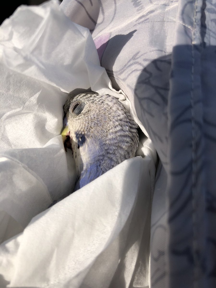 bottya_sanpo's tweet photo. 歩道で既に死んでしまっているセキセイインコちゃんを発見しました
カラスや鷹が旋回しながら狙っていたので保護しました
近くの市の施設では預かってくれないので、警察署まで連れて行ってあげようと思います

怖かったね
よくがんばったね https://t.co/5KmO25FK14