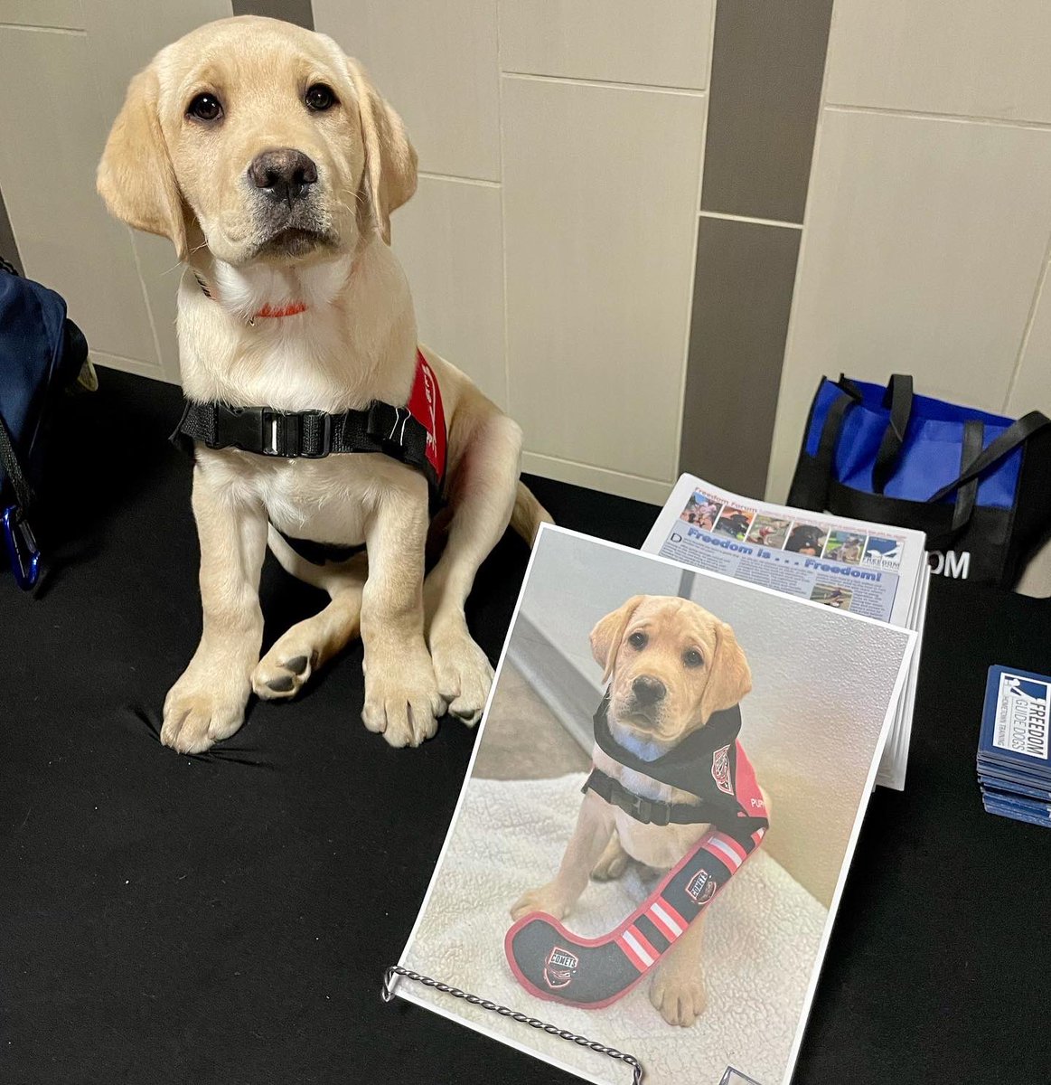 FreedomGuideDog's tweet photo. @UticaComets win!!!!!! 
12-0, Comet made his game debut tonight and they brought home the win AND broke a record tonight!!!! 

Comet enjoyed greeting his fans and is getting some much needed rest and will be back for tomorrow nights game! 🐾🦮🏒#LETSGOCOMETS https://t.co/gj3TEy9YIS